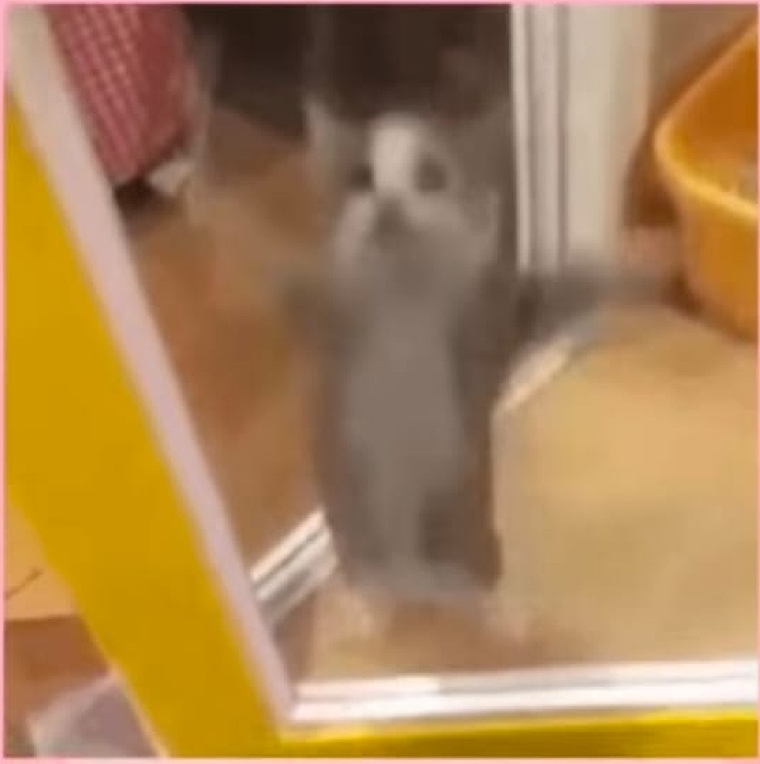 Birthday cat