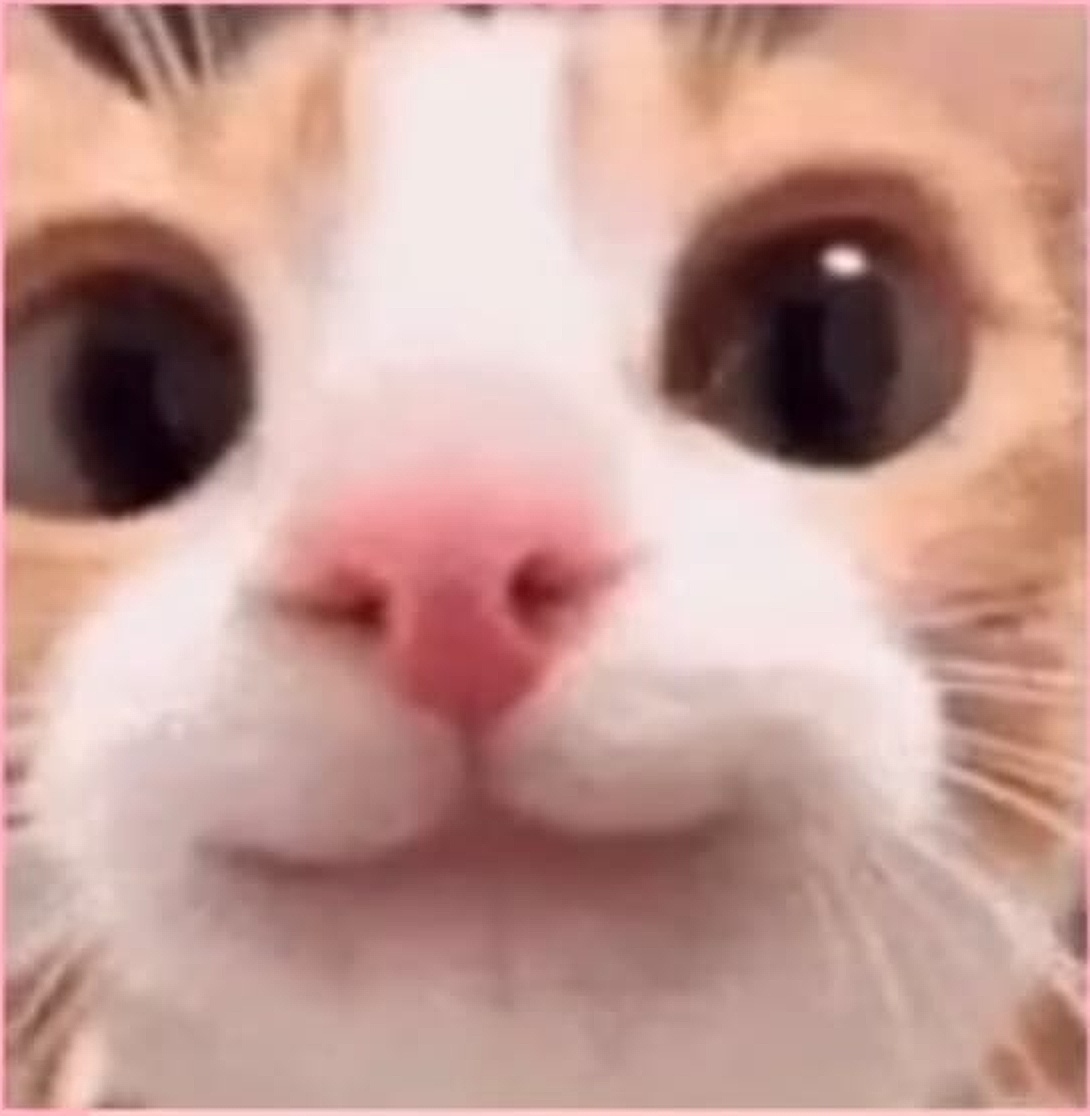 Cat face smile