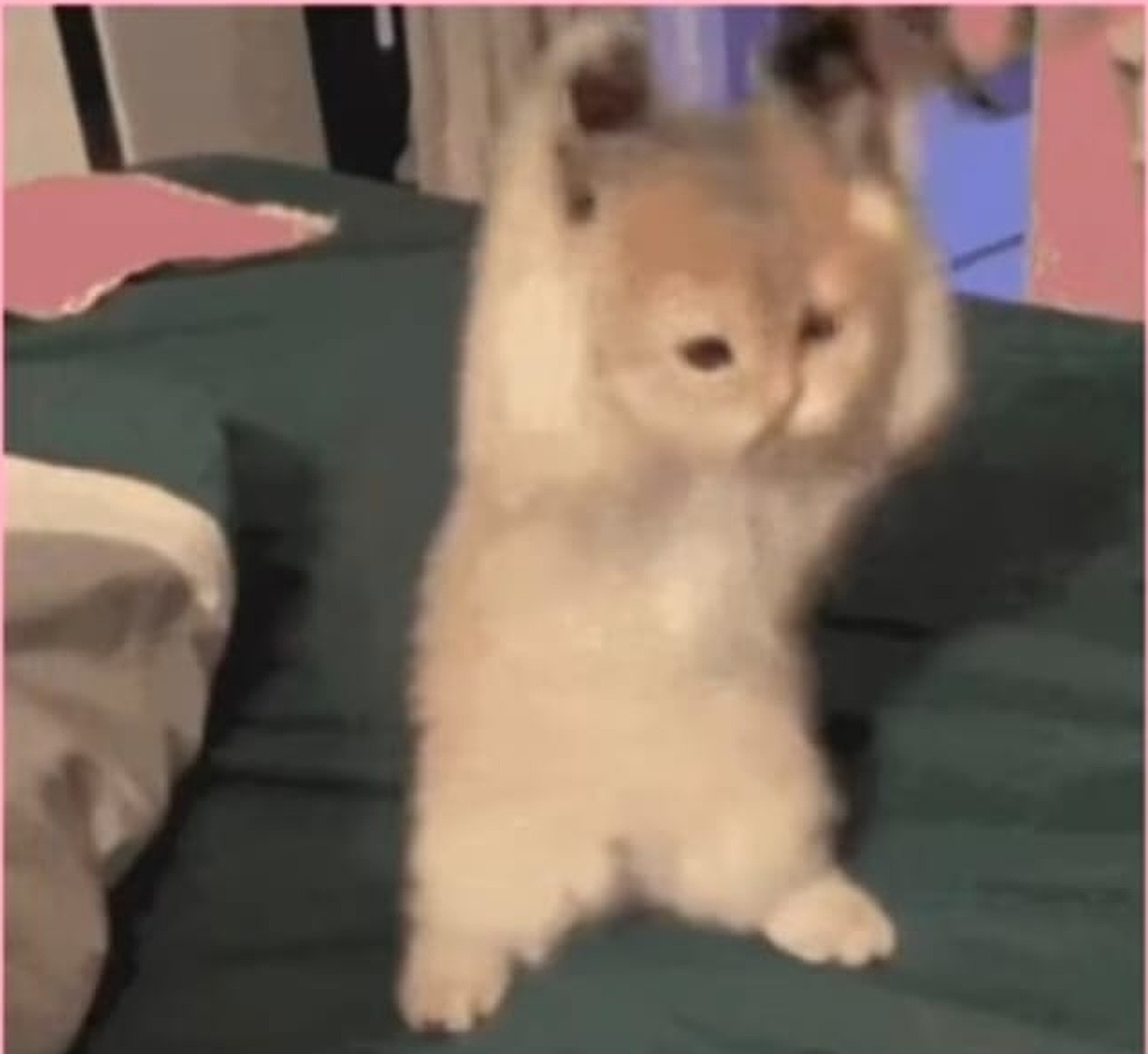 Kitten standing