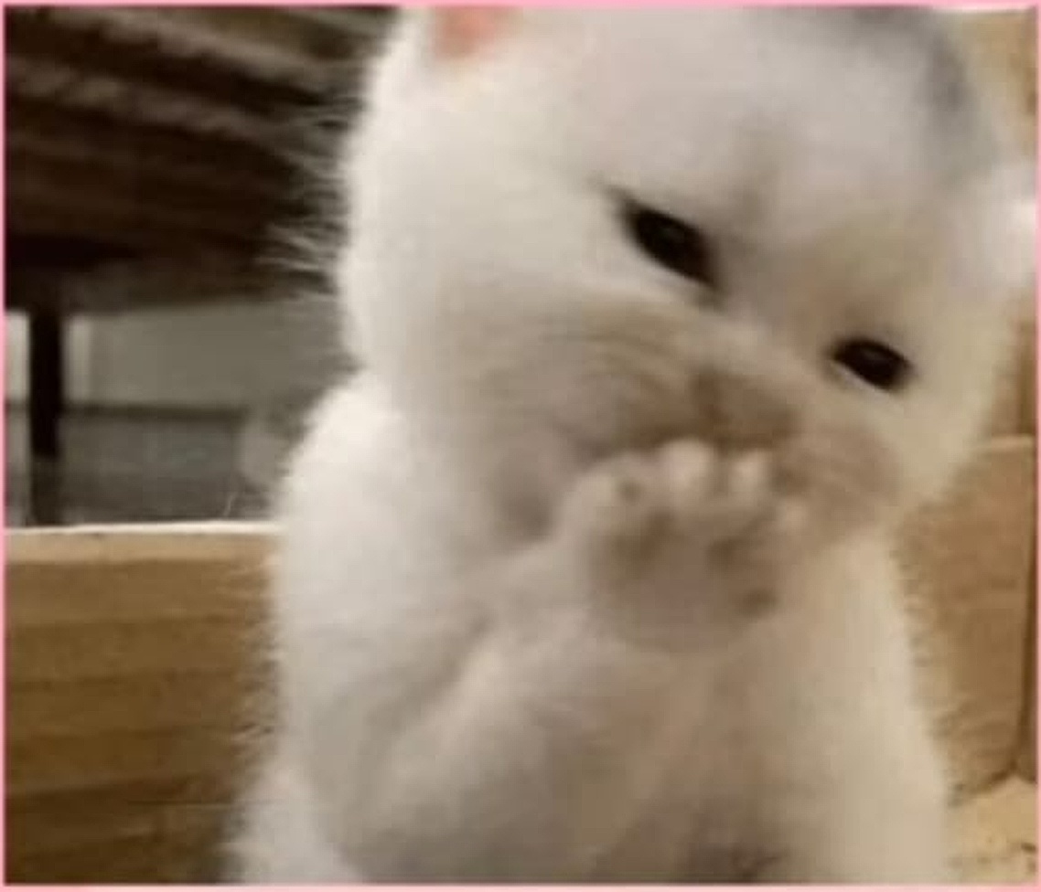 Kissing cat