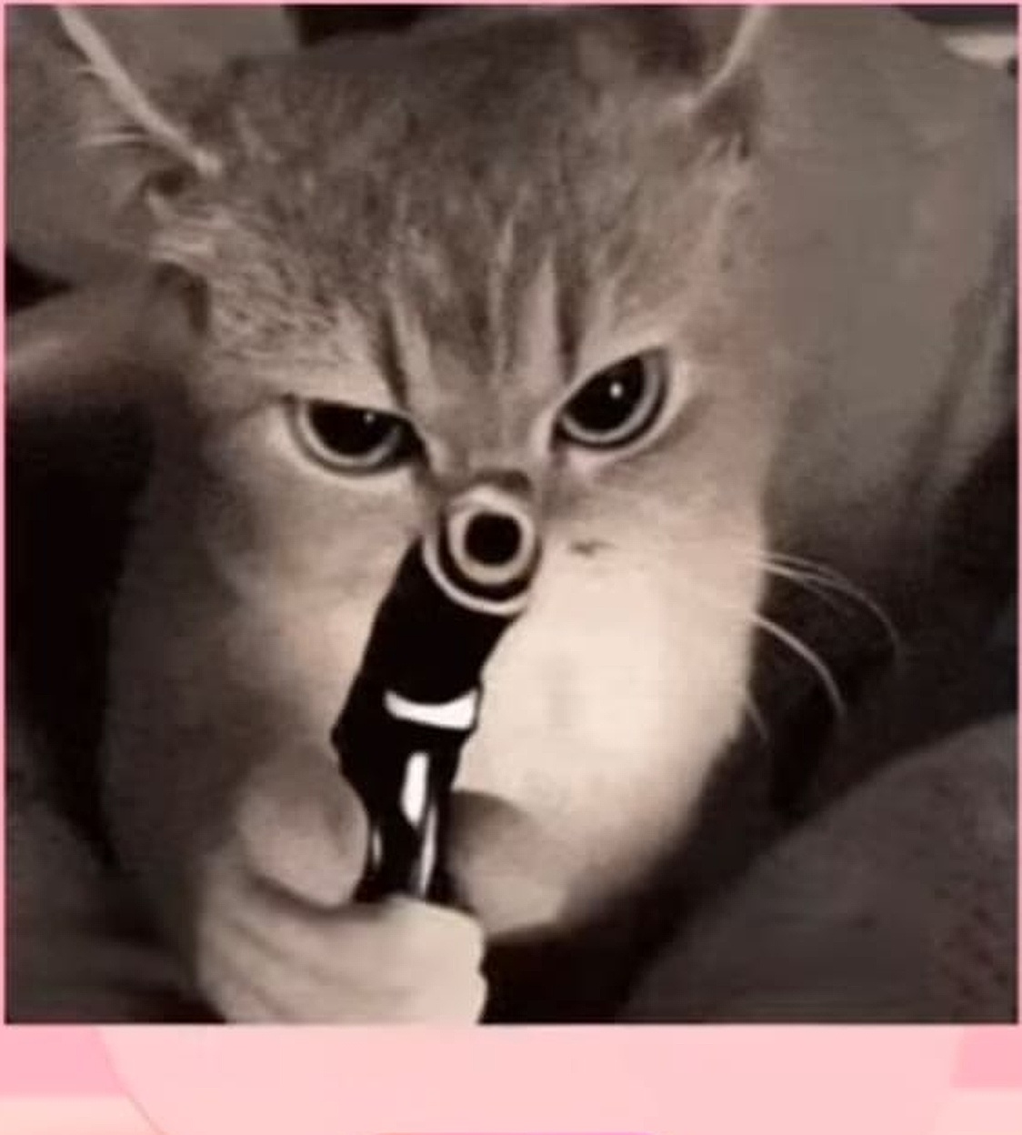 Angry gun cat